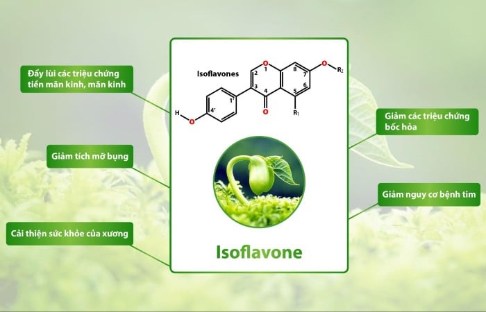 Thành phần chính của viên uống mầm đậu nành DHC là Isoflavone sở hữu nhiều lợi ích cho phái nữ