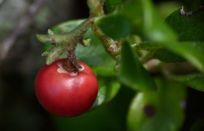 Arbutin chiết xuất từ trái bearberry