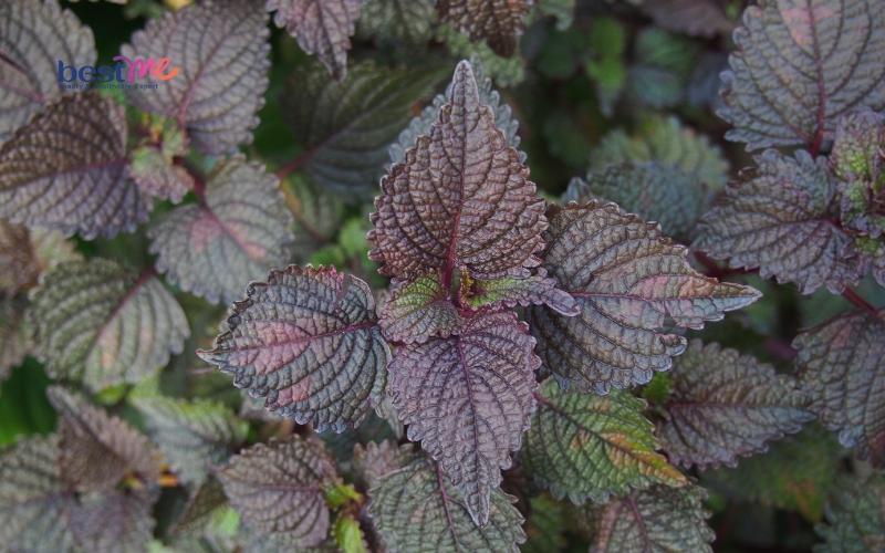 11 cách dùng lá tía tô trị mụn thịt hiệu quả cực kì bất ngờ - 2