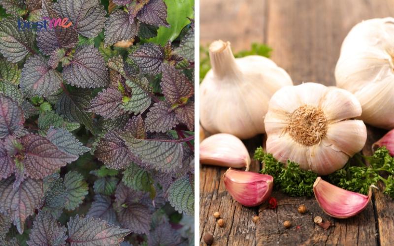 11 cách dùng lá tía tô trị mụn thịt hiệu quả cực kì bất ngờ - 3