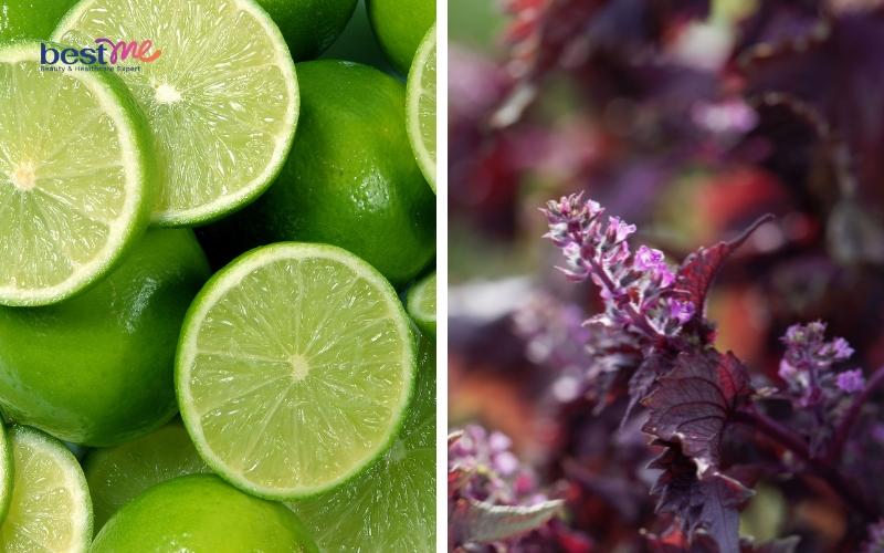 11 cách dùng lá tía tô trị mụn thịt hiệu quả cực kì bất ngờ - 4