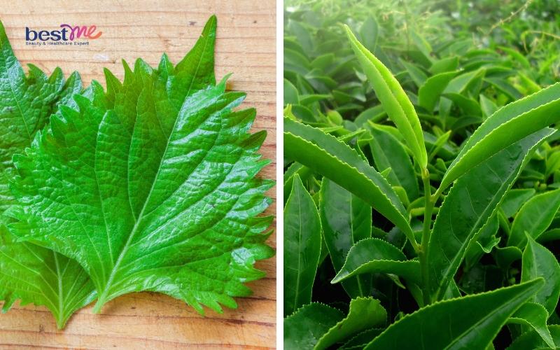 11 cách dùng lá tía tô trị mụn thịt hiệu quả cực kì bất ngờ - 5