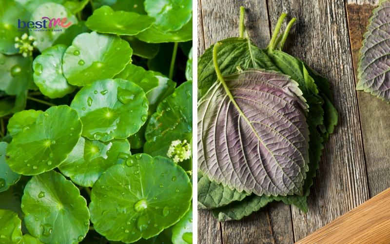 11 cách dùng lá tía tô trị mụn thịt hiệu quả cực kì bất ngờ - 6