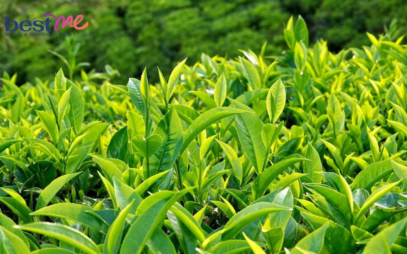 13-cach-thu-nho-lo-chan-long-to-o-mui-tai-nha-hieu-qua-nhat-7 13 cách thu nhỏ lỗ chân lông to ở mũi tại nhà hiệu quả nhất - 7