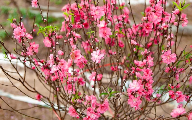 16 các loại hoa Tết miền Bắc đẹp giàu ý nghĩa may mắn nhất - 1