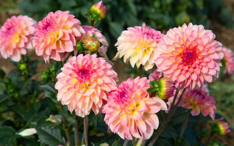 16 các loại hoa Tết miền Bắc đẹp giàu ý nghĩa may mắn nhất - 11