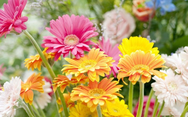 16 các loại hoa Tết miền Bắc đẹp giàu ý nghĩa may mắn nhất - 12