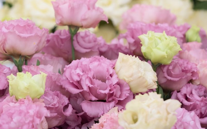 16 các loại hoa Tết miền Bắc đẹp giàu ý nghĩa may mắn nhất - 13