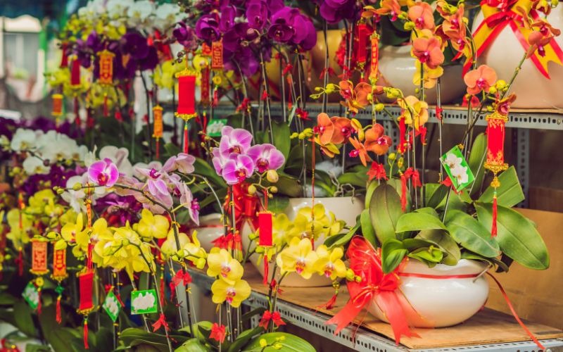 16 các loại hoa Tết miền Bắc đẹp giàu ý nghĩa may mắn nhất - 14