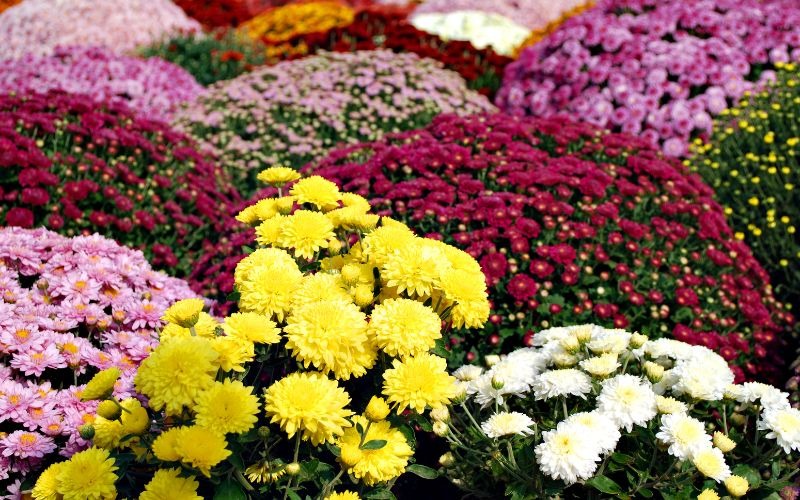 16 các loại hoa Tết miền Bắc đẹp giàu ý nghĩa may mắn nhất - 16