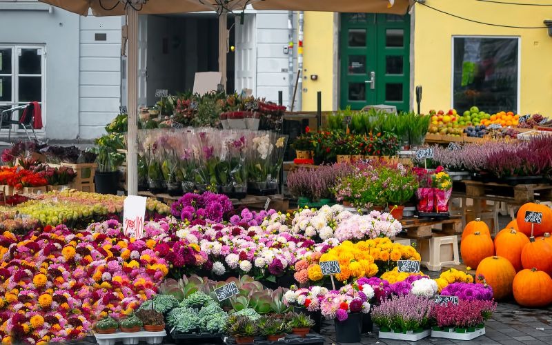 16 các loại hoa Tết miền Bắc đẹp giàu ý nghĩa may mắn nhất - 17