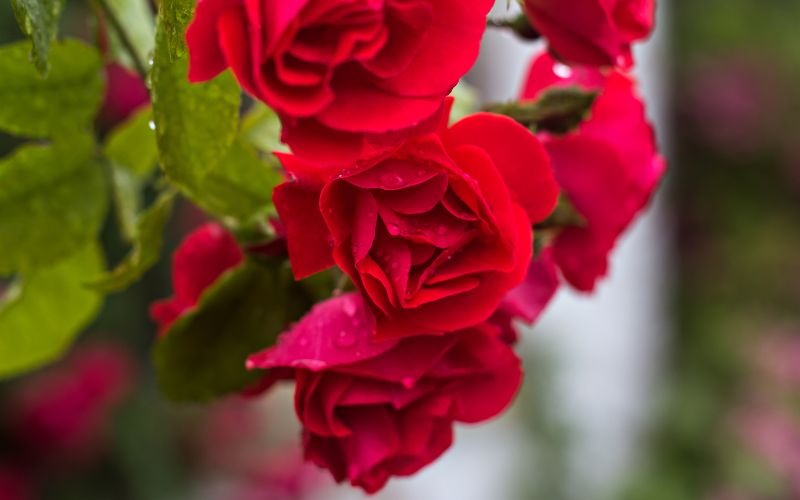 16 các loại hoa Tết miền Bắc đẹp giàu ý nghĩa may mắn nhất - 2