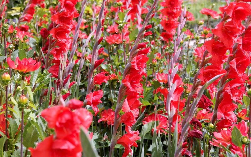 16 các loại hoa Tết miền Bắc đẹp giàu ý nghĩa may mắn nhất - 3