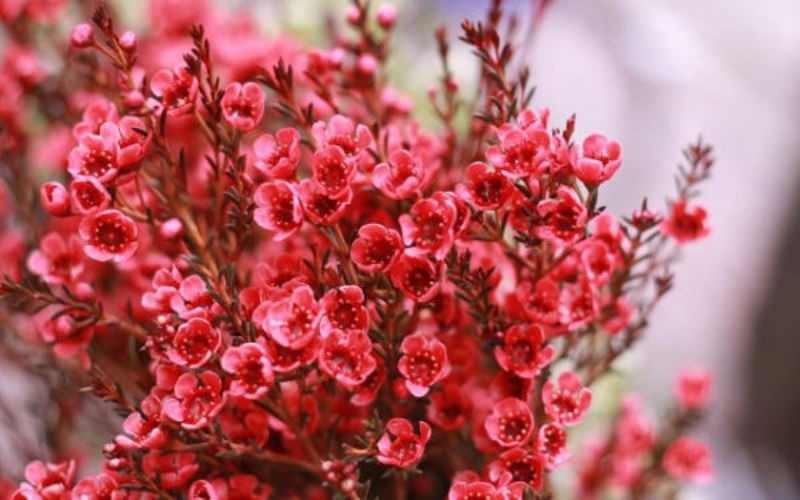 16 các loại hoa Tết miền Bắc đẹp giàu ý nghĩa may mắn nhất - 4