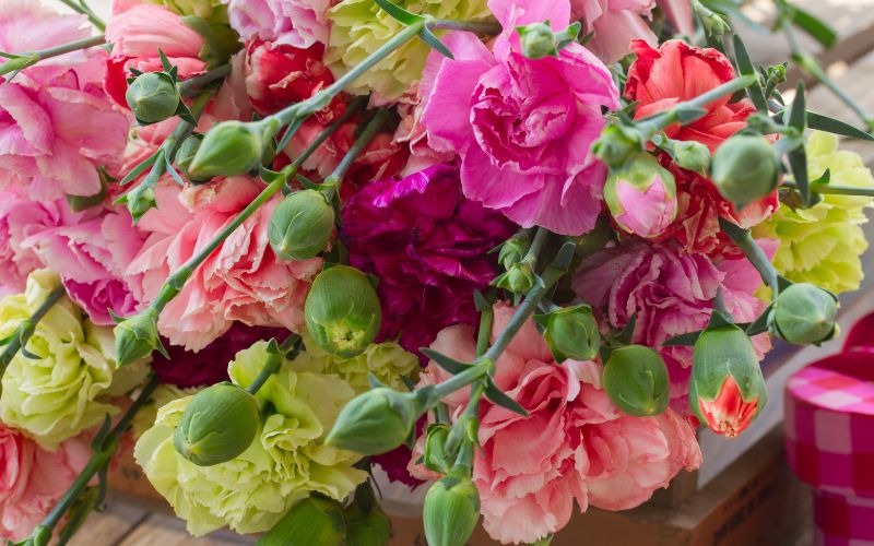 16 các loại hoa Tết miền Bắc đẹp giàu ý nghĩa may mắn nhất - 5