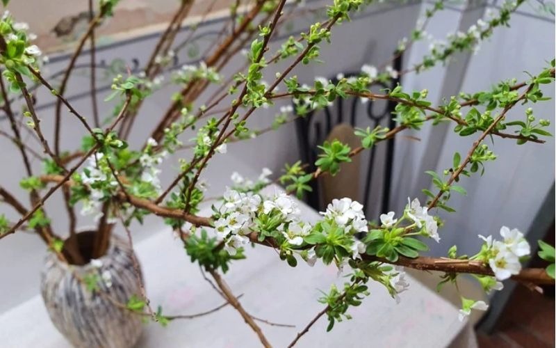 16 các loại hoa Tết miền Bắc đẹp giàu ý nghĩa may mắn nhất - 6