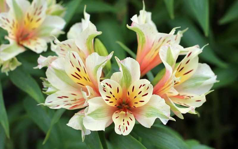 16 các loại hoa Tết miền Bắc đẹp giàu ý nghĩa may mắn nhất - 7