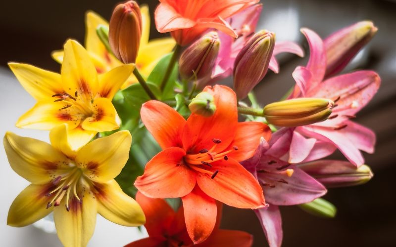 16 các loại hoa Tết miền Bắc đẹp giàu ý nghĩa may mắn nhất - 8