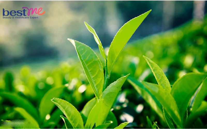 16-cach-tri-mun-mu-sung-to-nhanh-nhat-khong-gay-tham-seo-7 16 cách trị mụn mủ sưng to nhanh nhất không gây thâm sẹo - 7