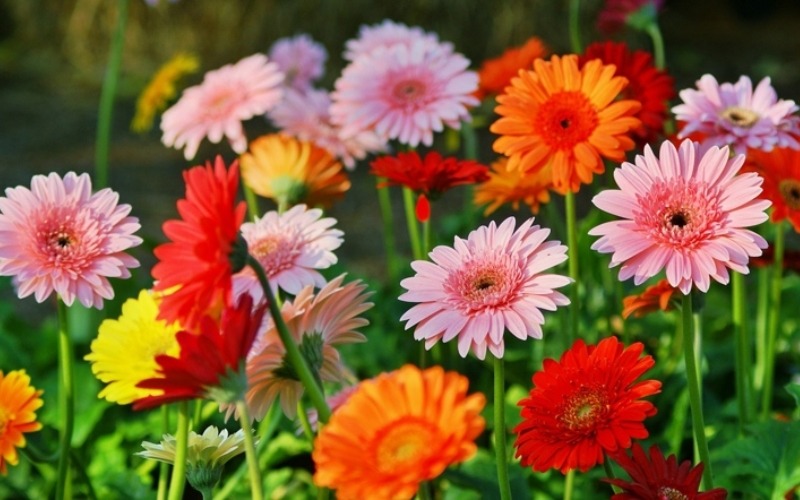 2 cách cắm hoa đồng tiền bàn thờ đơn giản giàu ý nghĩa nhất - 1