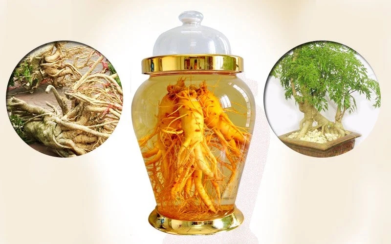 6-tac-hai-cua-ruou-dinh-lang-nhat-dinh-phai-biet-khi-su-dung-6 6 tác hại của rượu đinh lăng nhất định phải biết khi sử dụng - 6