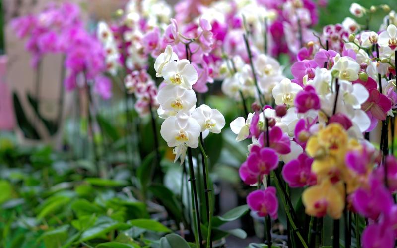 8-cach-cam-hoa-lan-nghe-thuat-choi-tet-2024-don-gian-ma-dep-1 8 cách cắm hoa lan nghệ thuật chơi Tết 2024 đơn giản mà đẹp - 1