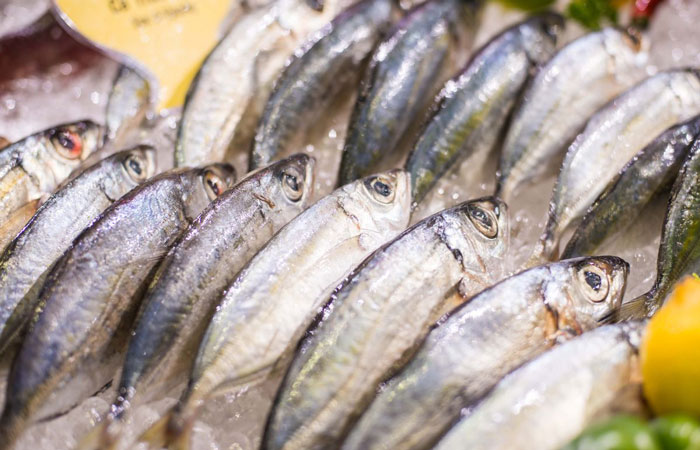 Các loại cá béo chứa nhiều omega-3 tốt cho sức khỏe