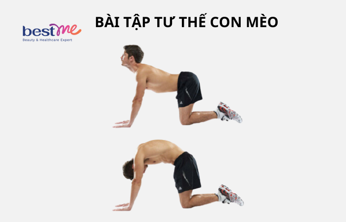 Bài tập tư thế con mèo (Cat stretch) 