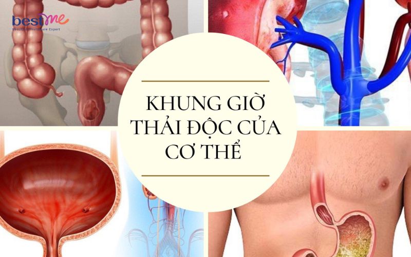 ban-co-biet-8-khung-gio-thai-doc-cua-co-the-khong-1 Bạn có biết 8 khung giờ thải độc của cơ thể không? - 1