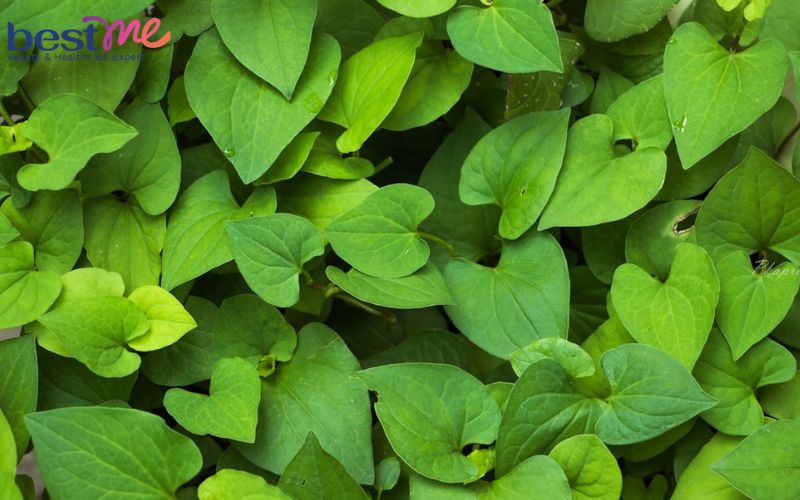 Bật mí 20 cách trị mụn bọc sưng đỏ tại nhà hiệu quả cấp tốc - 3