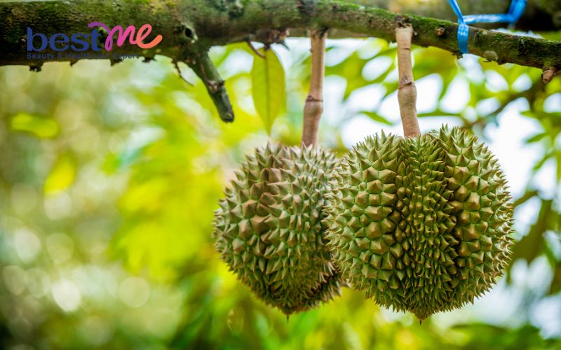 bat-mi-sau-rieng-bao-nhieu-calo-an-nhieu-co-map-khong-1 Bật mí sầu riêng bao nhiêu calo? Ăn nhiều có mập không? - 1