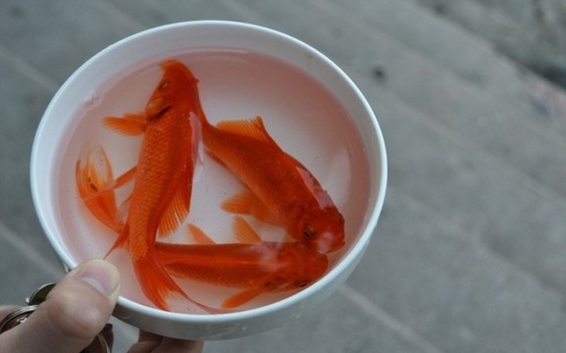 Cách bày mâm cúng ông táo miền Bắc 2026 chuẩn cực đơn giản - 3