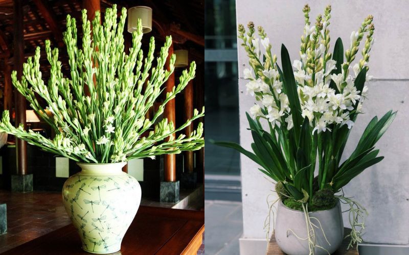 cach-cam-hoa-hue-trang-ban-tho-ngay-tet-2024-dep-y-nghia-1 Cách cắm hoa huệ trắng bàn thờ ngày Tết 2024 đẹp ý nghĩa - 1