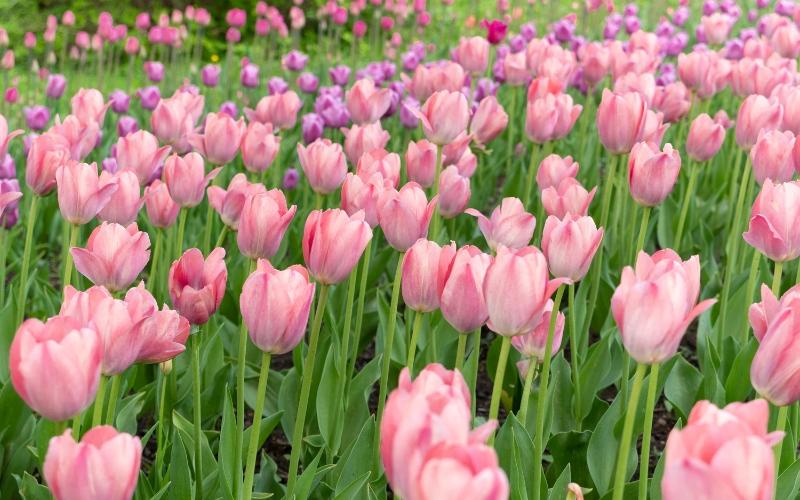 cach-cam-hoa-tulip-dep-tuoi-lau-chung-tet-2024-cuc-an-tuong-1 Cách cắm hoa tulip đẹp tươi lâu chưng Tết 2024 cực ấn tượng - 1
