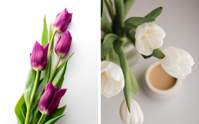 cach-cam-hoa-tulip-dep-tuoi-lau-chung-tet-2024-cuc-an-tuong-2 Cách cắm hoa tulip đẹp tươi lâu chưng Tết 2024 cực ấn tượng - 2