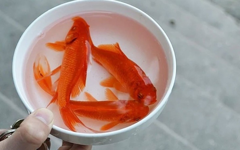 Cách chọn và hướng dẫn thả cá chép vàng cúng ông Táo 23 tháng Chạp - 2