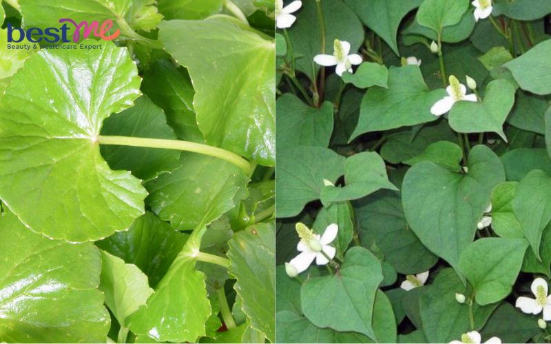 Mặt nạ kiểm soát nhờn với rau má và diếp cá