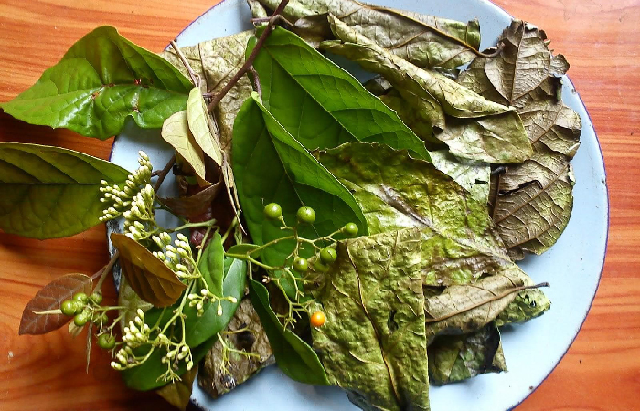 Lá xạ đen phơi khô dùng làm trà