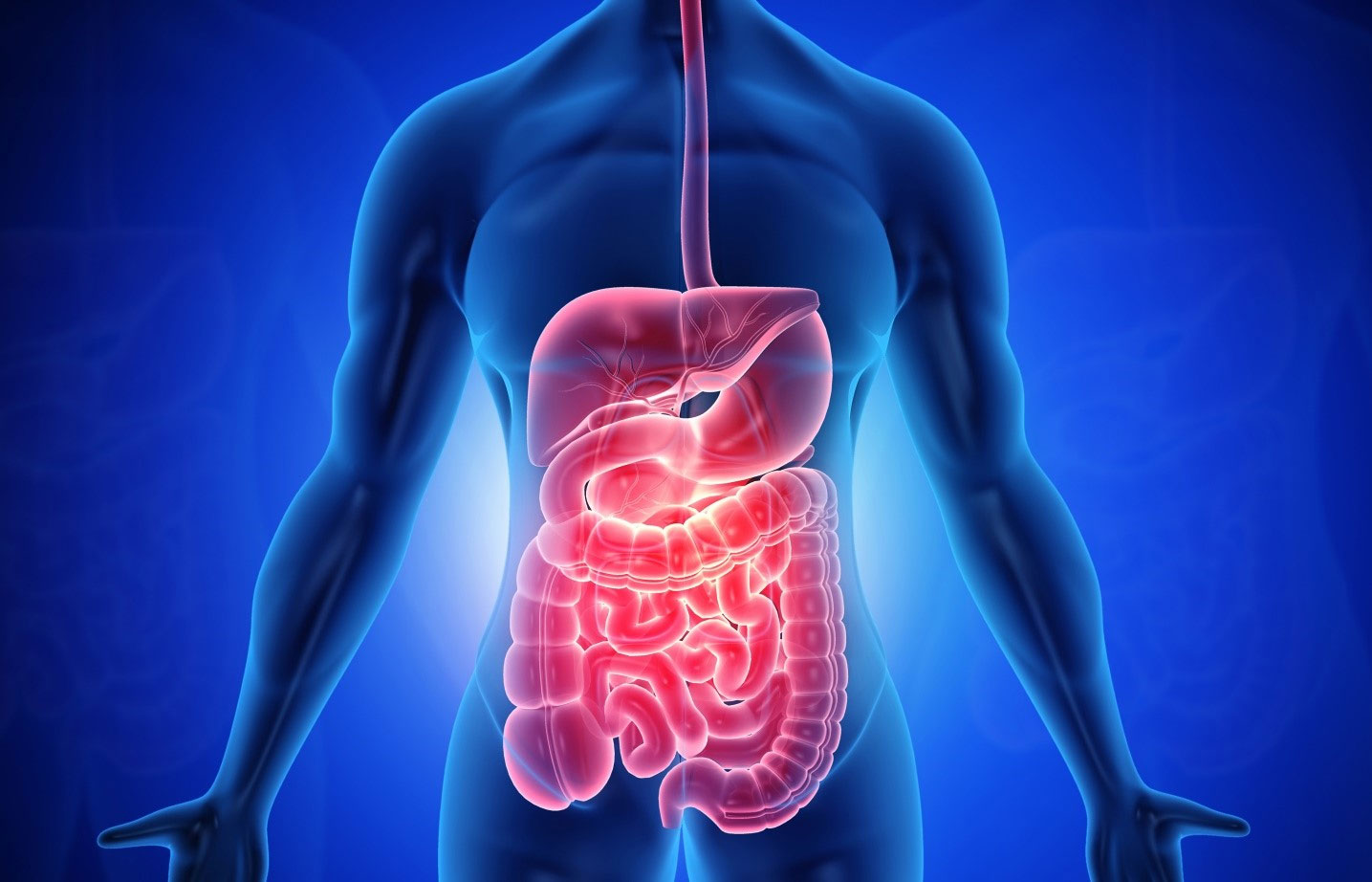 Cần tây cải thiện và chăm sóc hệ tiêu hóa