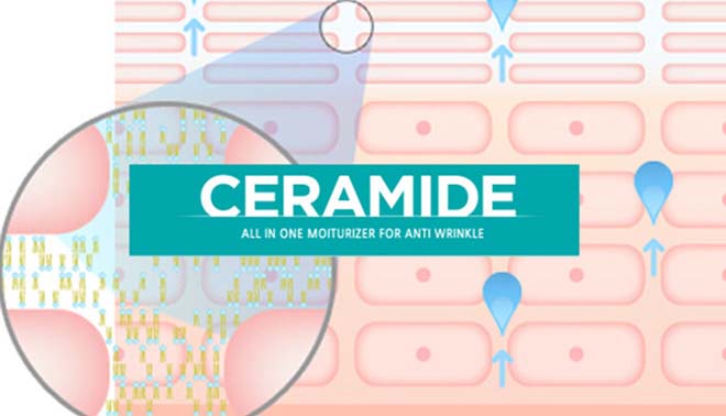 Ceramide là gì trong mỹ phẩm?