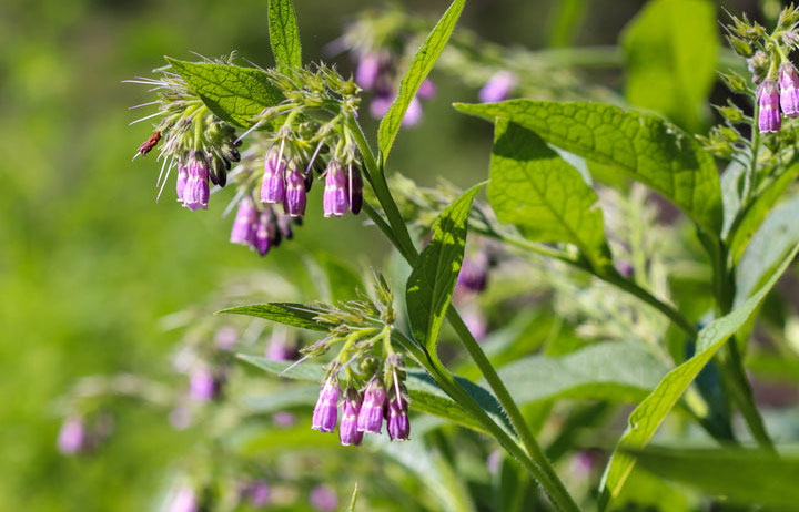 Rosmarinic acid trong lá comfrey giúp kháng viêm