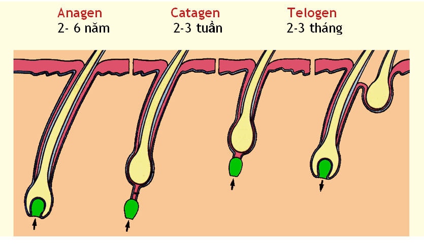 Chu kỳ tăng trưởng của tóc bao gồm 3 giai đoạn chính: Anagen, Catagen và Telogen