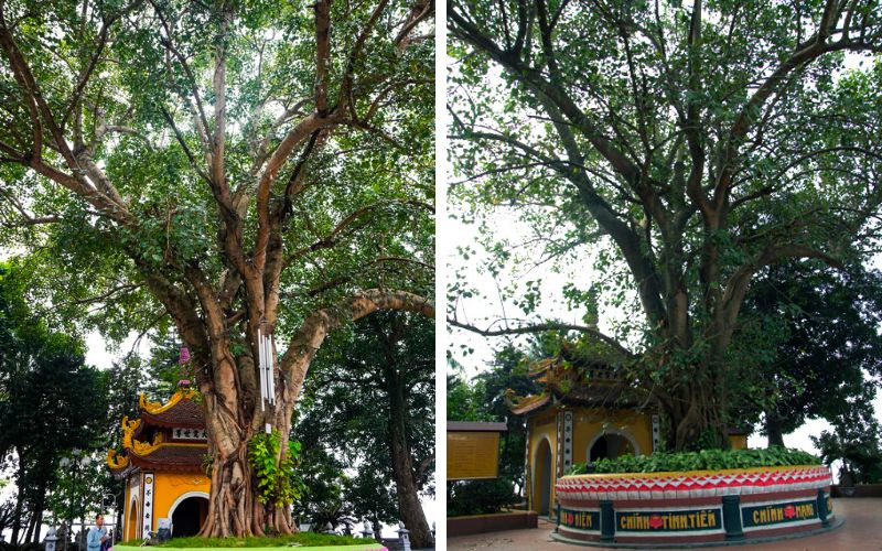 chua-tran-quoc-o-dau-tho-ai-kinh-nghiem-du-xuan-tran-quoc-tu-6 Chùa Trấn Quốc ở đâu? Thờ ai? Kinh nghiệm du xuân Trấn Quốc Tự - 6