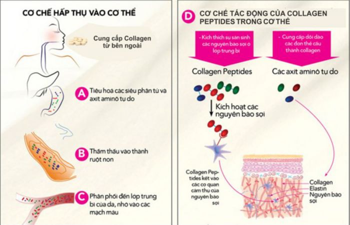 Tác dụng phụ có thể có khi sử dụng viên uống collagen peptide của Mỹ là gì?
