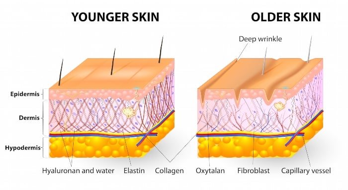 Collagen chiếm đến 70% cấu trúc da, quyết định đến độ săn chắc của làn da