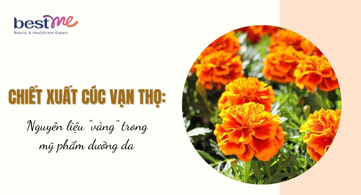 Chiết xuất cúc vạn thọ: Nguyên liệu "vàng" trong mỹ phẩm dưỡng da