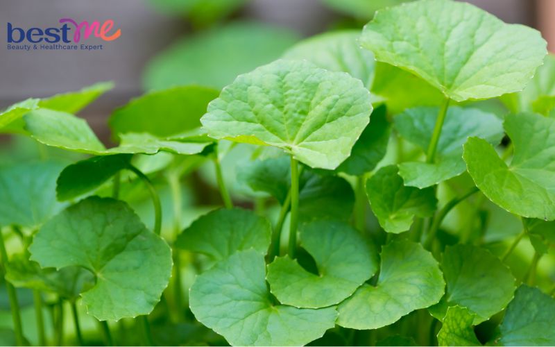 Mặt nạ dưỡng da từ rau má giúp giảm mụn hiệu quả