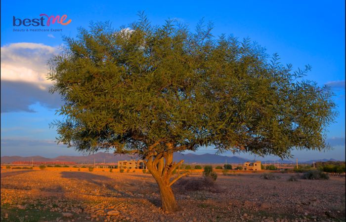 Cây kiên quả - giống cây quý hiếm từ Maroc, Bắc Phi.