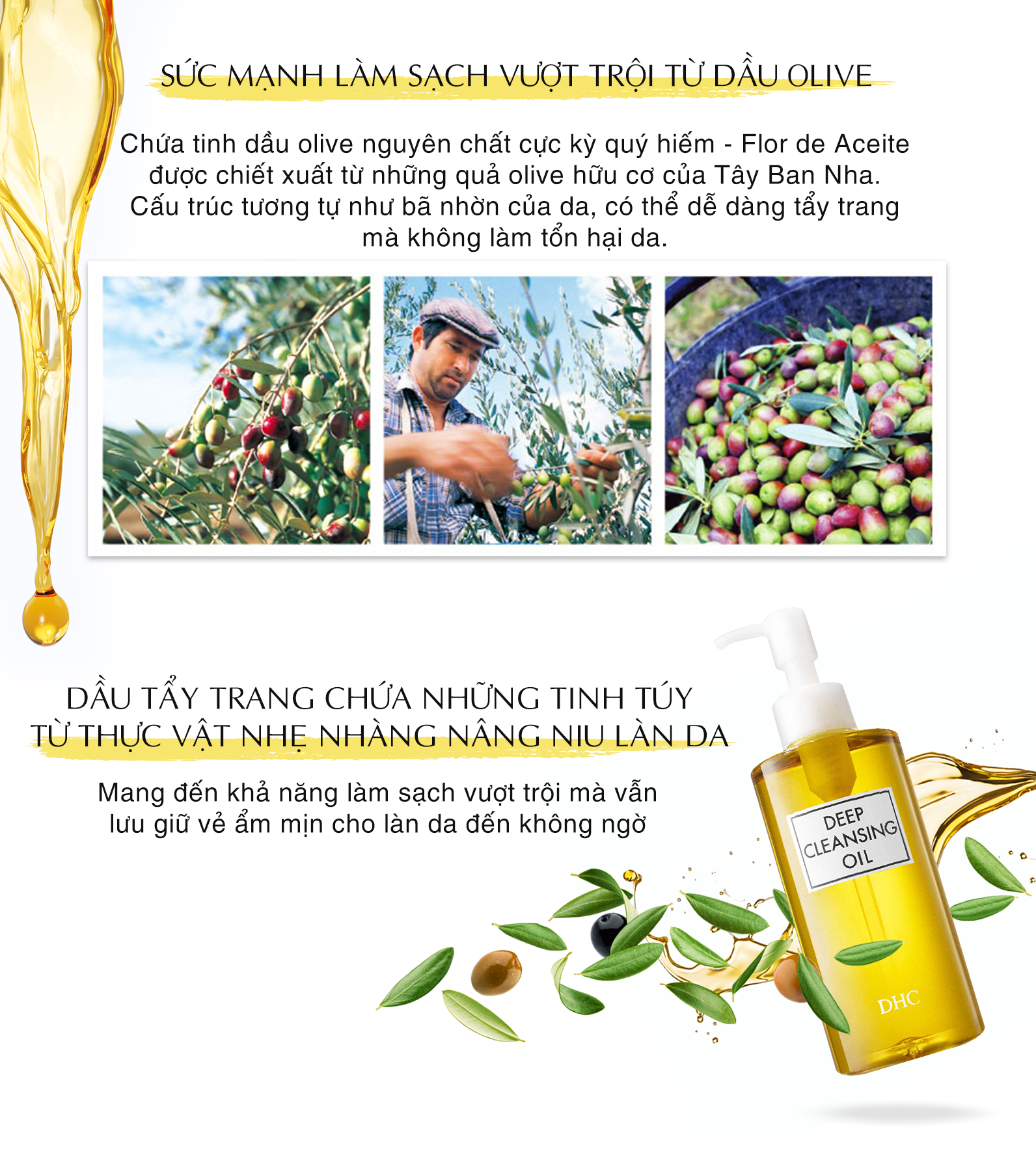 Thành phần dầu oliu trong tẩy trang dầu DHC Deep Cleansing oil