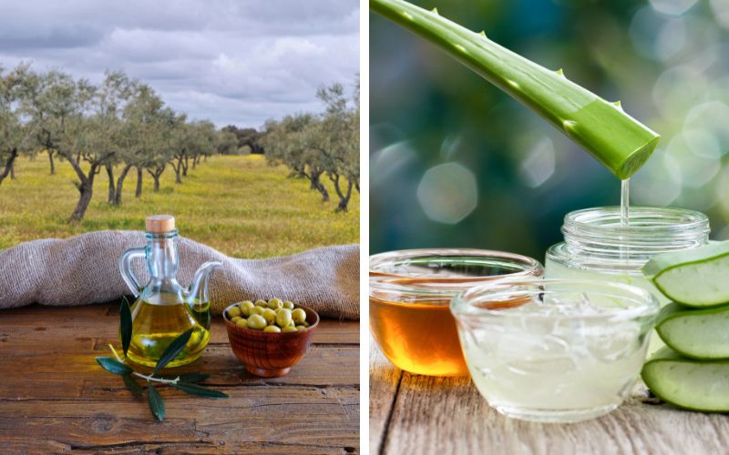 Dùng dầu olive và nha đam